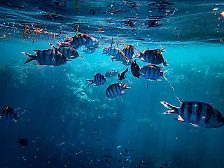 Dia Mundial da Migração dos Peixes