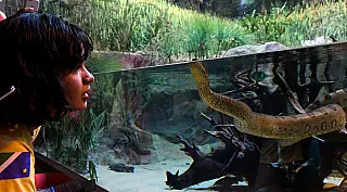 Sucuri do Bioparque Pantanal será batizada de Gaby
