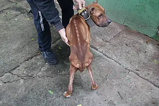 Homem é preso após denúncia de maus-tratos a animais