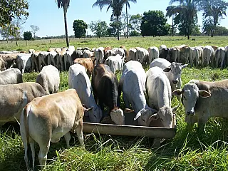 Mercado internacional dá sinal de abertura para carne de MS
