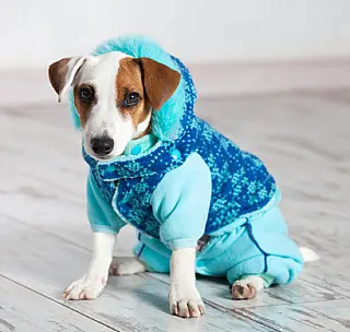 Dia de Vestir seu Pet com Roupa de Gente celebra carinho e diversão entre tutores e animais