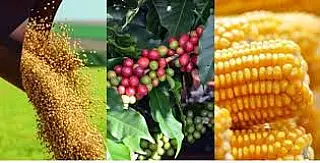 Café em alta e milho em queda: confira os preços atualizados do agronegócio
