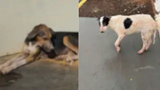 MP apurou situação de animais de rua e risco à saúde em Inocência