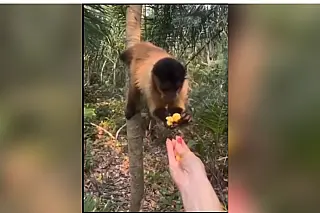 Turista é multada em R$ 4,8 mil após dar salgadinho para macaco e postar nas redes sociais