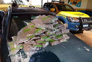 Homem é preso com skunk "super maconha" que iria para o PR