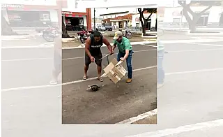 Gambá é capturado por populares em plena área central de Nova Andradina