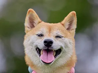 Noite do Encontro Canino é celebrada nesta terça-feira (3)