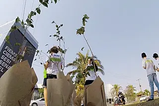 Na Semana da Árvore, Fiems vai distribuir 5,2 mil mudas de ipês na Capital e mais 6 cidades
