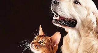 Ivinhema terá novas medidas para controle de animais e prevenção de zoonoses