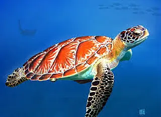 O Dia Mundial da Tartaruga