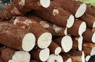 Mandioca Lidera Comercialização na Ceasa/MS e Destaca Potencial Produtivo de MS