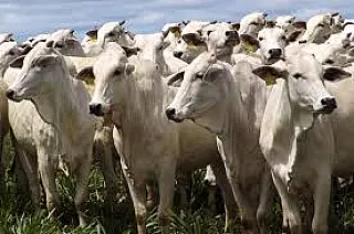 Exportação de carne bovina atinge 12 mil toneladas e bate recorde em MS