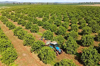 Citricultura avança em MS com novos investimentos e previsão de ampliar área plantada