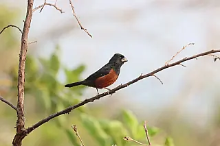 Global Big Day 2023: Mato Grosso do Sul tem sete 'hotspots' em evento mundial de observação de aves