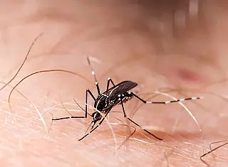 Ivinhema lidera número de casos confirmados de dengue em Mato Grosso do Sul