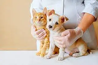 Selvíria inicia pré-cadastro para 100 castrações gratuitas de cães e gatos