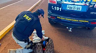 PRF apreendeu 5,6 Kg de skunk em Sidrolândia
