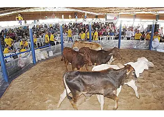 Aparecida do Taboado promove 21º Leilão Direito de Viver em julho