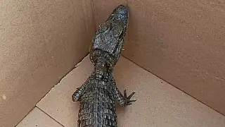 Filhote de jacaré é encontrado em galinheiro em Selvíria e foge antes de ser resgatado