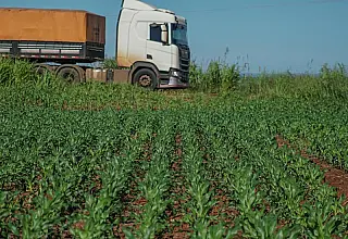 Frete consome até 60% do valor do milho produzido em Mato Grosso do Sul