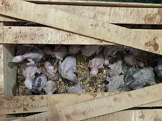 Polícia Militar Ambiental autua homem de Ivinhema em R$ 750 mil por tráfico de animais silvestres