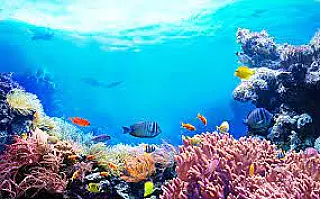 Dia Mundial dos Oceanos