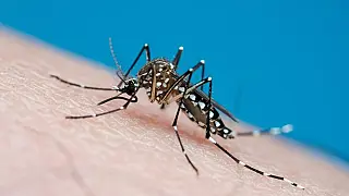 Casos de dengue aumentam em Aparecida do Taboado