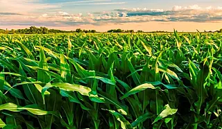 La Niña pode se estender até a primavera e os efeitos impactam no agro
