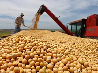 Sidrolândia mantém 3º lugar na produção de soja em MS, com crescimento de 23%