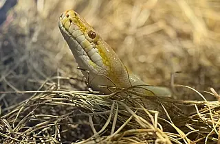 Bioparque Pantanal celebra Dia Mundial da Cobra com de educação ambiental