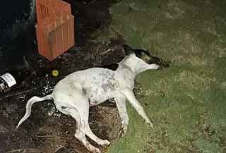 Homem é atuado em R$ 2 mil após matar cachorro à chutes