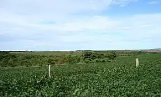 Cassilândia lidera produtividade de soja em Mato Grosso do Sul