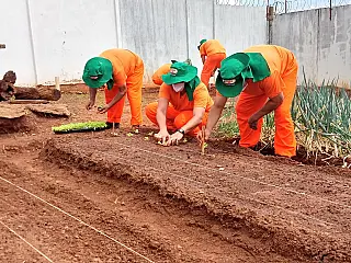 Parceria entre Agepen leva capacitação profissional em horticultura a reeducandos de Nova Andradina.