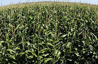 Produtores de Mato Grosso do Sul buscaram 16% mais crédito rural nesta safra