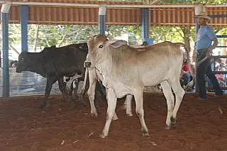22º Leilão Direito de Viver intensifica campanha solidária em Aparecida do Taboado