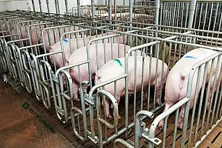 Dia Nacional do Suinocultor