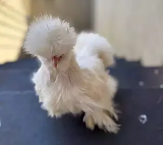 Galinha de estimação vira sensação em Paranaíba