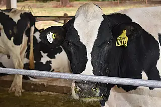 Risco de mal da vaca louca parece ter sido só um susto