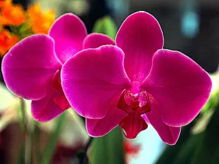 Dia do Orquidófilo