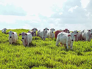 Dia Nacional da Pecuária destaca a força do campo na economia brasileira