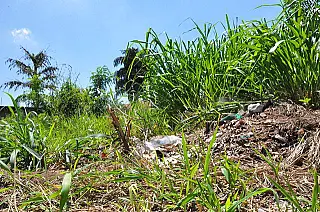 Prefeitura de Paranaíba intensifica fiscalização de terrenos baldios
