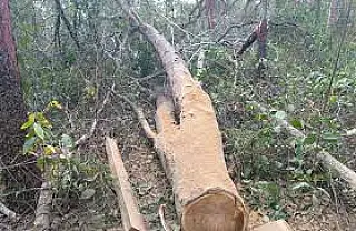 Polícia Ambiental autua proprietário por supressão ilegal de vegetação em Selvíria