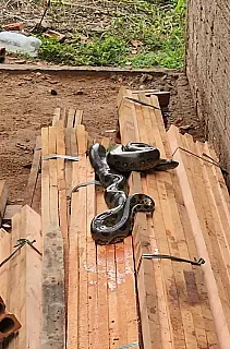 Empresária encontra sucuri em local de trabalho e aciona Polícia Ambiental