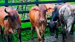 Novilho é encontrado mutilado em fazenda próximo do Distrito de Nova América