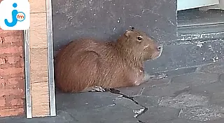 Capivara na área Central da cidade é capturada por Corpo de Bombeiros