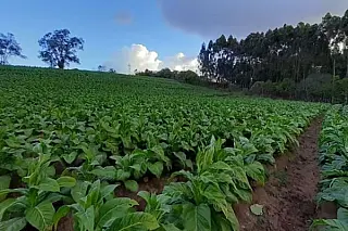 Plano Safra da Agricultura Familiar tem aumento de 44%