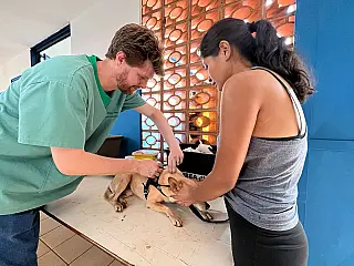 Consultório móvel oferece atendimento gratuito para cães e gatos