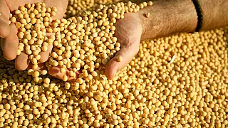 Produção de grãos em MS deve crescer 22% em 2017, estima IBGE