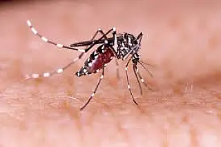 Paranaíba em alerta com aumento dos casos de dengue e chikungunya
