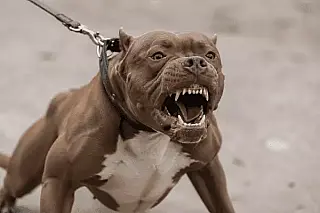 Idoso tem braço amputado após ataque de pitbull em Santa Fé do Sul
